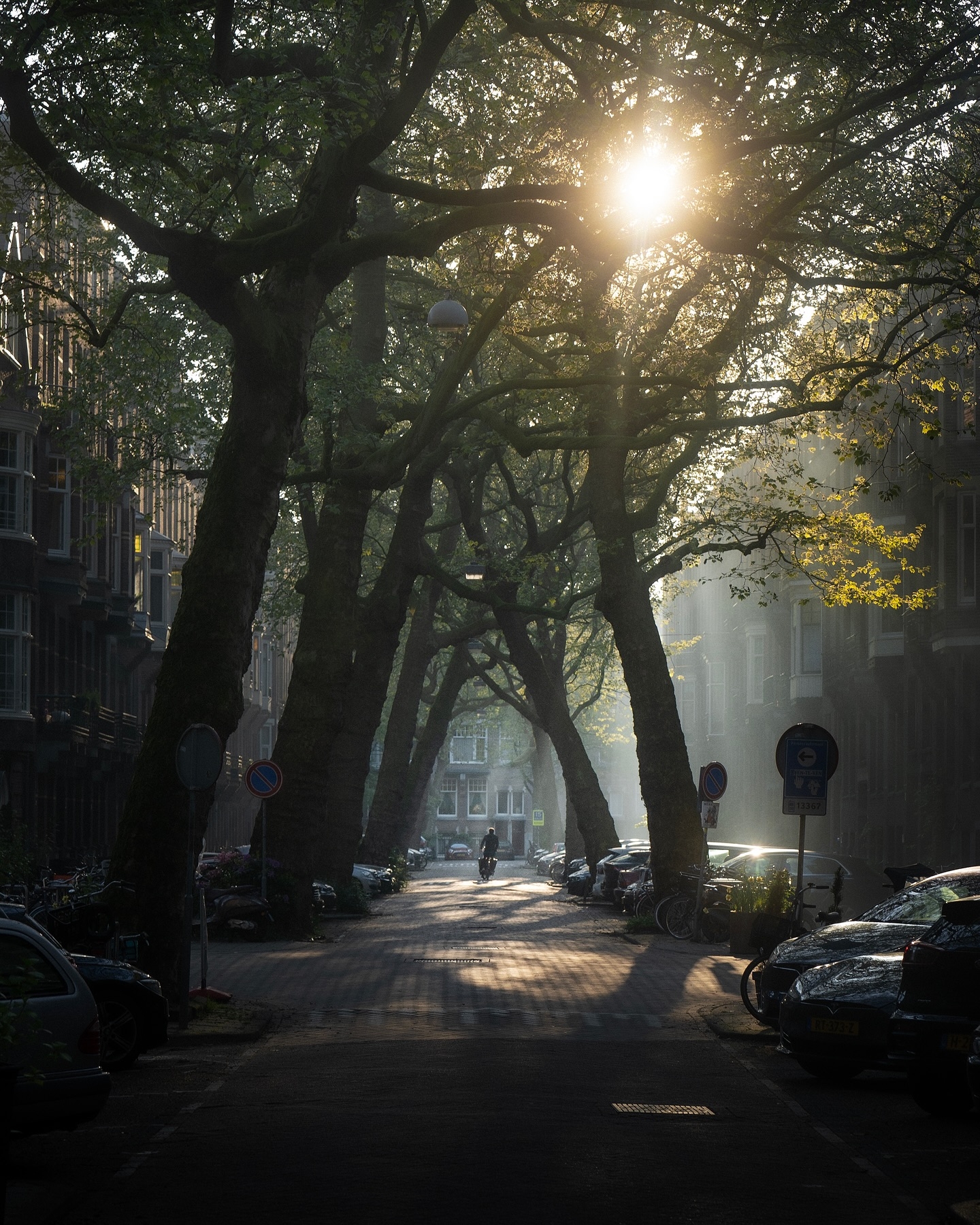 Spring Dreams: A Serene Dutch Street